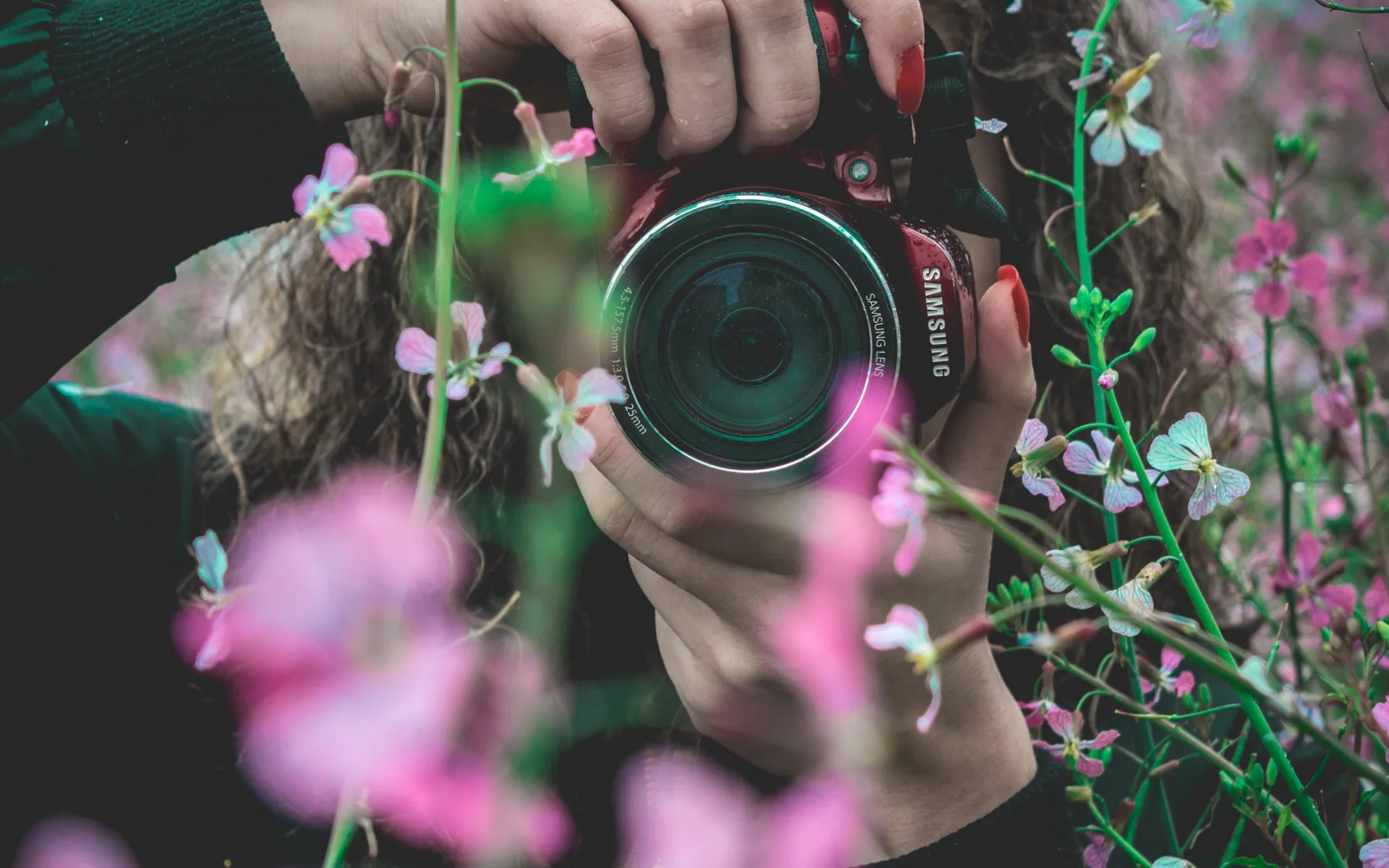 Hands steadying a camera among pink blossom